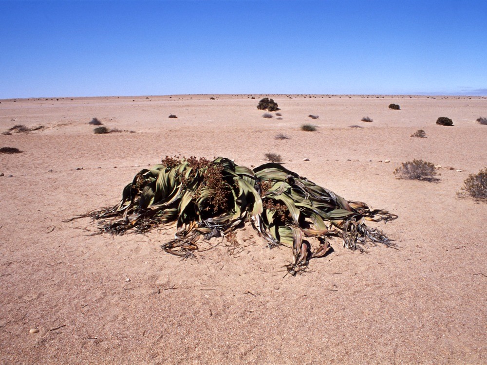 ナミビア 最古の砂漠で砂遊び あさひ Greenfamily Sundayclub